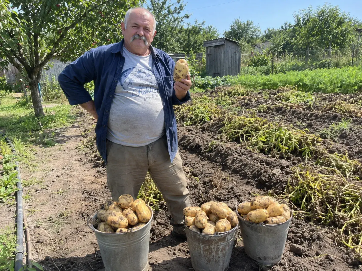 ФОТО_36 — три відра Василя з 20 кущів