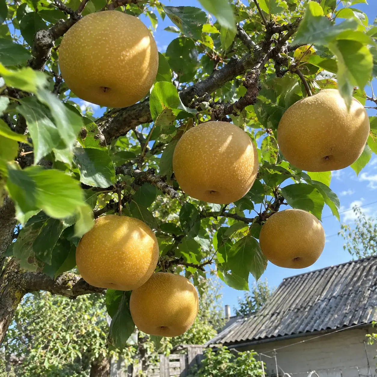 Гілка груші «Наші» з плодами